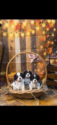 Kavalije španijel kralja Čarlsa, štene