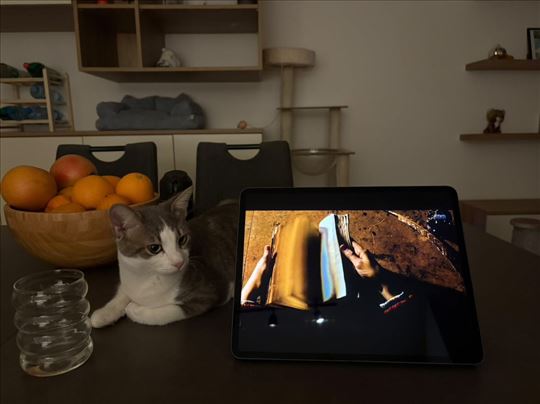 Mešanac, mlada mačka