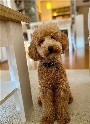 Muzijak aprikot mini pudle spreman za parenje