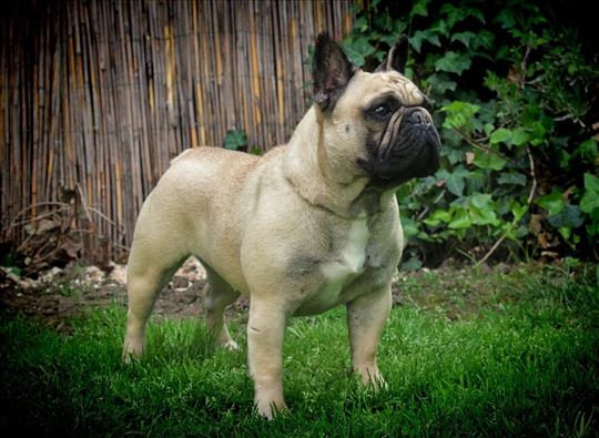 Poklanjam ženku francuskog buldoga