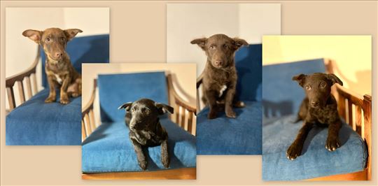 Prelepe kuce za udomljavanje