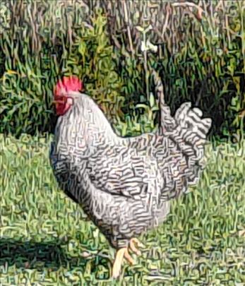 Prodajem Amrok koke i petla