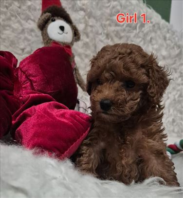 Pudla crveni stenci,toy