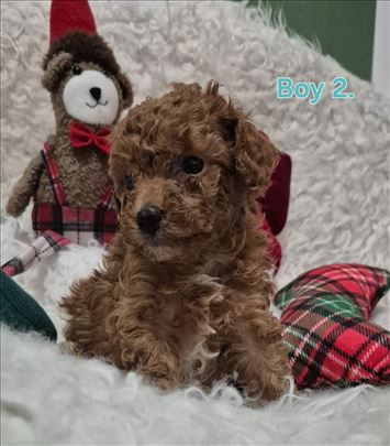 Pudla crveni stenci,toy