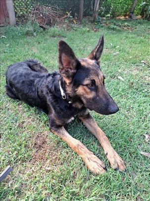 Žare mesanac Nemackog ovcara