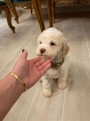 Lagoto romanjolo stene