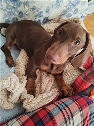 Mali braon jazavičar, štene