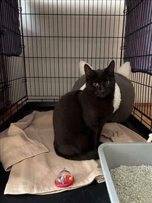 Noćka traži topao dom