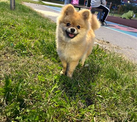 Pomeranski špic, štene