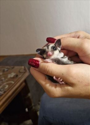 Sugar glider - leteće veverice 