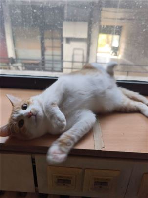 Žuta Seka, hitno traži dom u Bg 