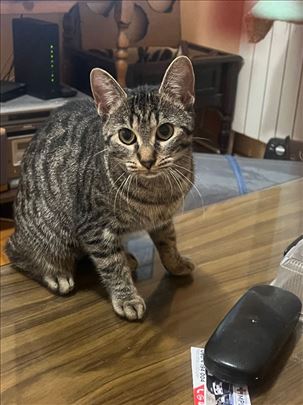 Beba iz Beograda hitno je za dom 