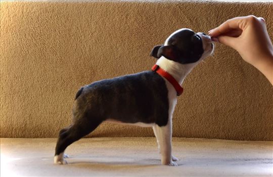 Bostonski terijer, štenci vrhunskih krvnih linija