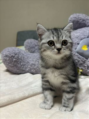 Britanska kratkodlaka, mače