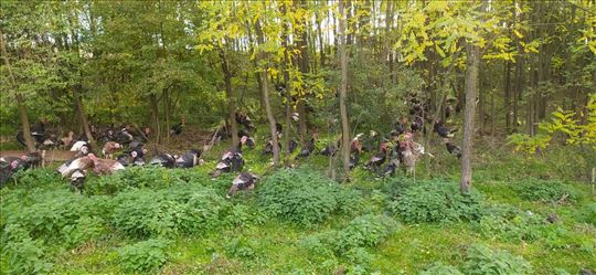  Domaća ćuretina organski hranjena