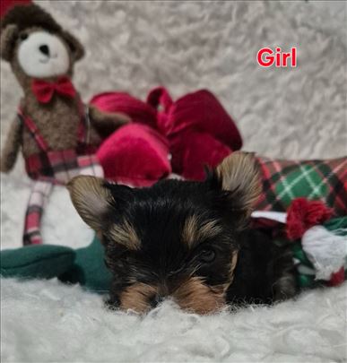 Jorkširski terijer, mini štenci