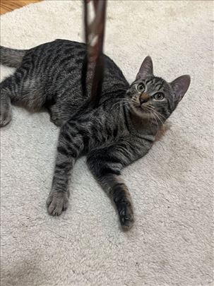 Mače od 6 mwseci, Beograd 