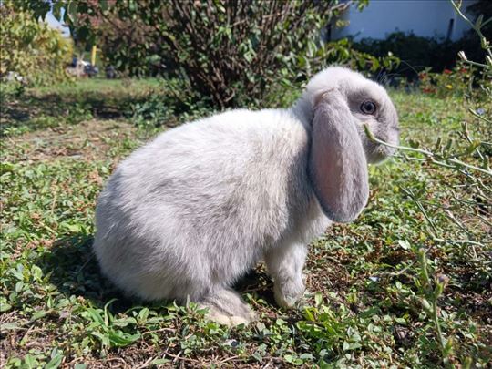 Patuljasta ovnolika ženkica 