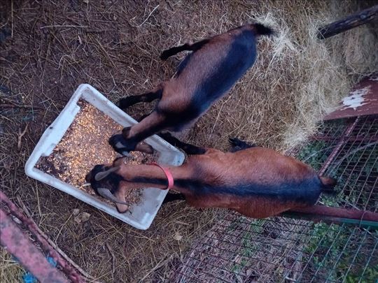 Peodajem-menjam koze i jarice