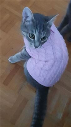 Poklanjamo umiljate mačiće i mačke, vakcinisane