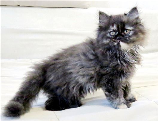 Predivni Persijski mačići 