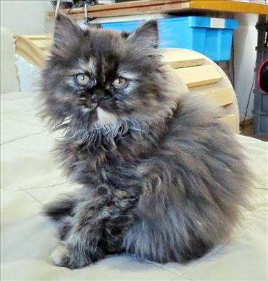 Predivno Persijsko mače