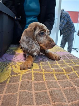 Merle jazavicar, i crni jazavicari