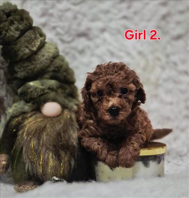 Pudla crveni stenci,toy