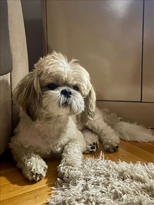 Ši-cu, odrastao pas