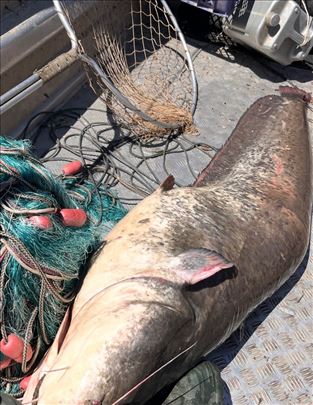 Sveža riba za posne slave – Dunavska riba