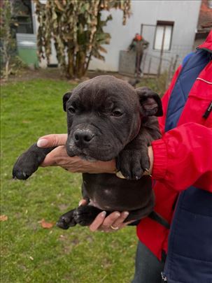 American Bully, štene