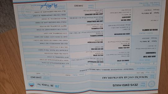 Nemački ovčar, mlad pas