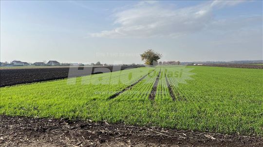 Poljoprivredno zemljiste Borca, Beograd - placevi