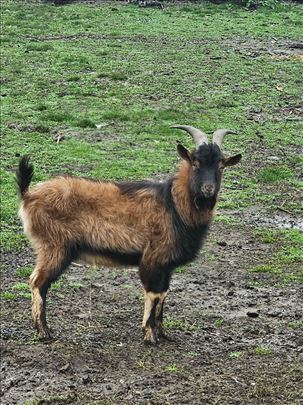 Prodajem mladog jarca