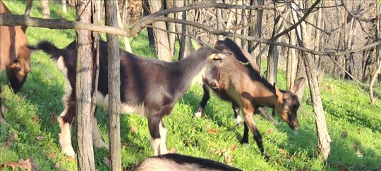 Prodajem žensku jarad