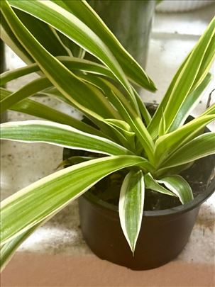 Veliki hlorofitumi - mala kosta