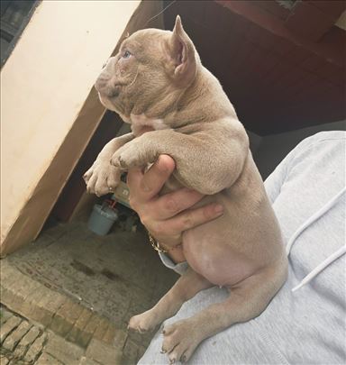 American bully pocket
