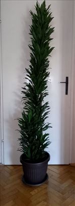 Dracena fragrans - ženski zmaj