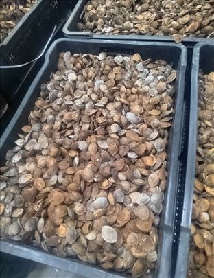 Kostice sljive i kajsije