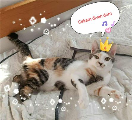 Mačići traže dom zauvek