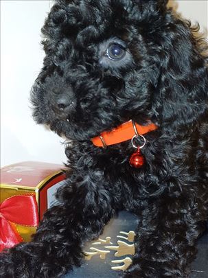 MINI pudla stene, devojcica