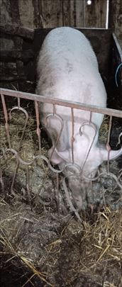 Prodajem posek, debelu svinju