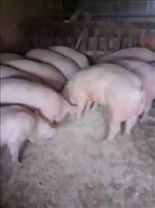PRODAJEM svinje tovljenike