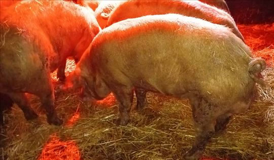 PRODAJEM TRI NERASTA