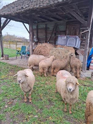 Svrljiška pramenka i Krivovirska žuja