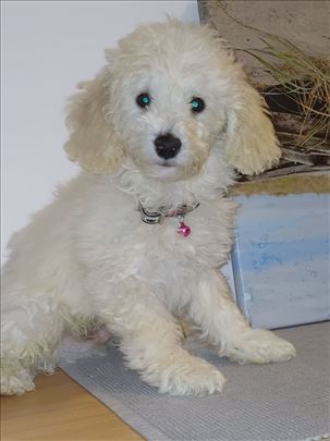 TOP stene pudle, decak