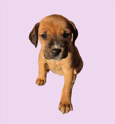 6 štenaca traže dom, 4 mužjaka 2 ženke