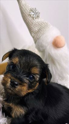 Jorkširski terijer, štene