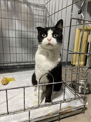 Milica lepotica traži topao dom