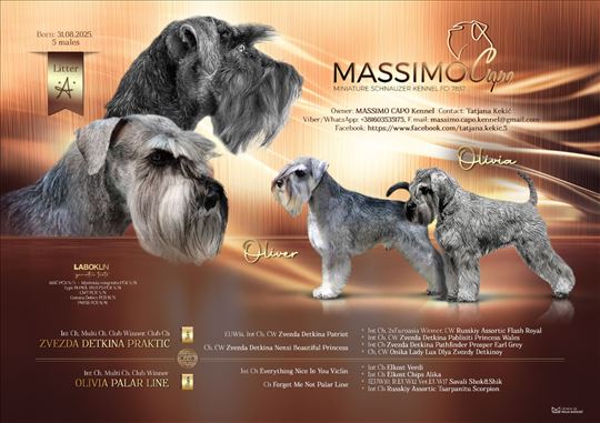 Patuljasti šnaucer biber-so, štene